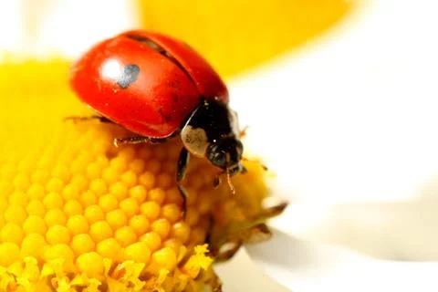 Ladybug on camomile Stock Photos