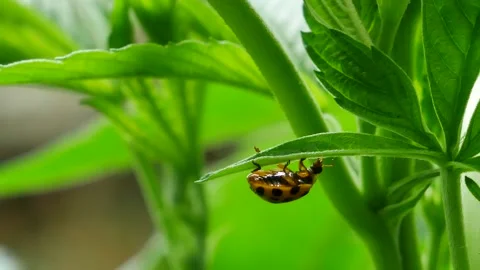 Ladybug on Cannabis 1 Stock Footage 135756455
