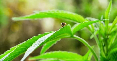Ladybug on cannabis 1 Stock Photos