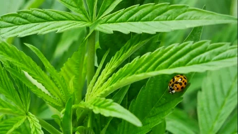 Ladybug on Cannabis 2 Stock Footage 135756533