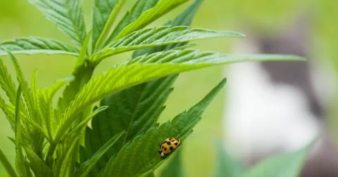 Ladybug on cannabis 2 Stock Photos
