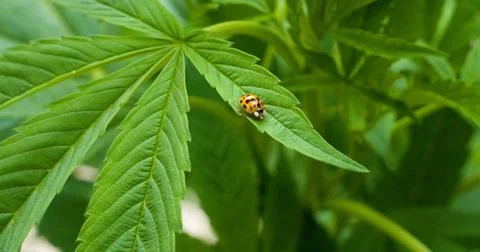 Ladybug on cannabis 3 Stock Photos