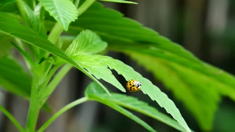 Ladybug on Cannabis 4 Stock Footage 135757849