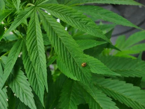 Ladybug on cannabis Stock Photos