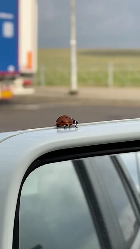 The ladybug on the car mirror spread its wings Stock Footage 157206631