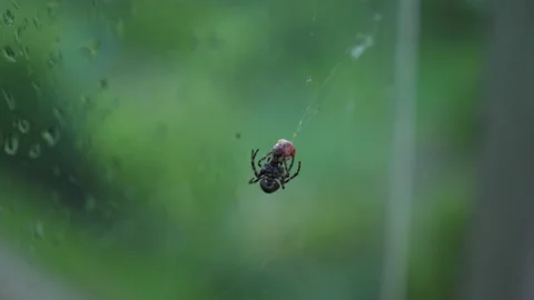 Ladybug caught in spider's web, the spider eating ladybug Stock-Footage 135241473