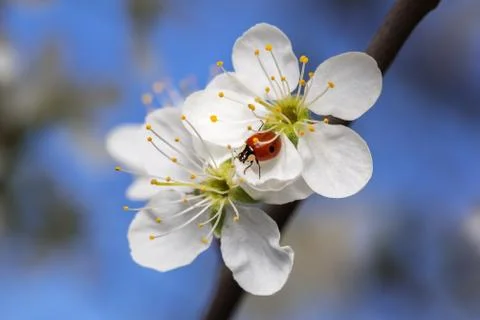 Ladybug on Cherry Flowers. Stock Photos