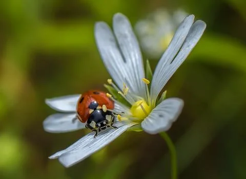 Ladybug on a chickweed flower Foto stock