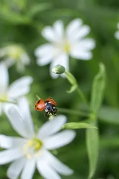 Ladybug on a chickweed stem Foto stock