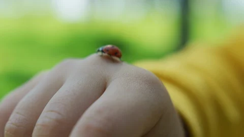 Ladybug on a child's hand Stock Footage 100002909