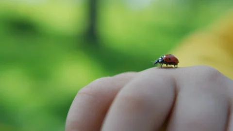 Ladybug on a child's hand Video stock 100002923