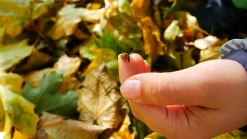 Ladybug on a child’s hand Stock Footage 118905884