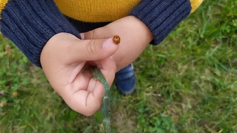 Ladybug on child's hand. Red beetle is crawling up on toddler's striped sweater Stock Footage 120347467