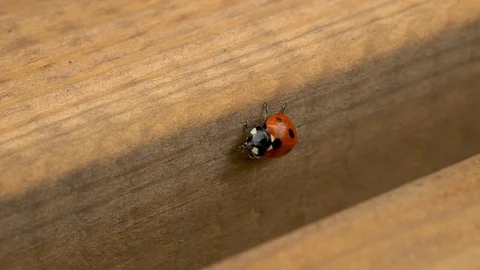 Ladybug cleaning itself with legs Stock Footage 114996097