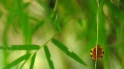 Ladybug climbing bamboo leaf up. Stock Footage 21880557