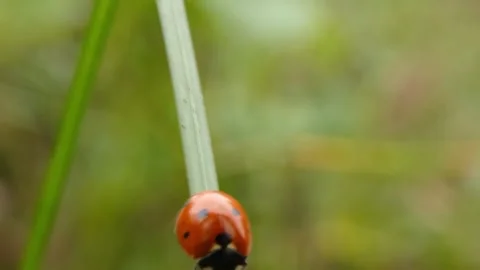 Ladybug climbing down vertical grass blade, tilting. Vídeo Stock 336867320