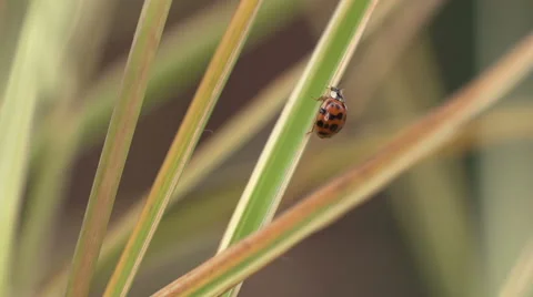 Ladybug Climbing Grass - Macro Super Slow Motion Video stock 56570158