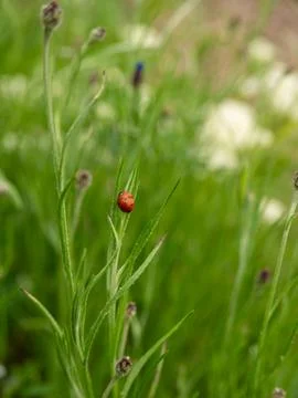 Ladybug climbing grass stem in green spring meadow macro 库存照片