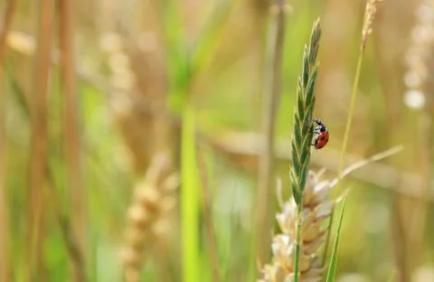 Ladybug climbing a grass stem Stock Photos