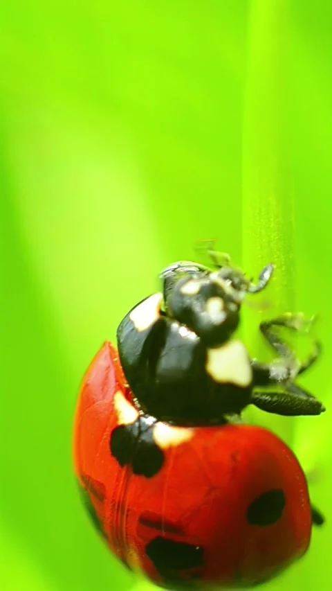 Ladybug climbing plant stem in macro natural environment Stock Footage 323719398