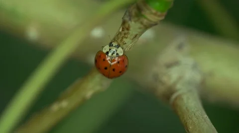 Ladybug Climbing up Stem, 4k Macro Closeup Stock Footage 51470358