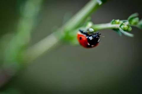 Ladybug climbing on a straw Stock Photos