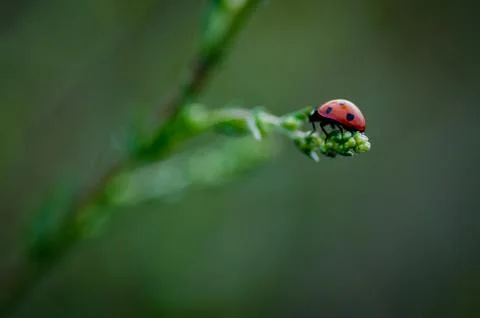 Ladybug climbing on a straw Stock Photos