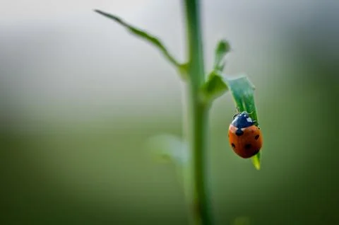 Ladybug climbing on a straw Stock Photos