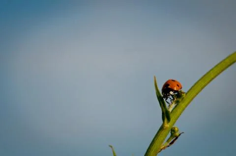 Ladybug climbing on a straw Stock Photos