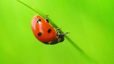 Ladybug climbing thin grass blade in macro closeup Stock Footage 323149360