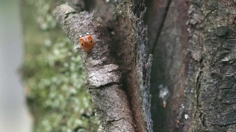 Ladybug climbing up tree bark (close up) Stock Footage 317574752