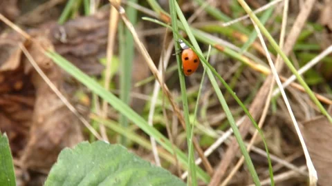 Ladybug climbing up vertical green grass blade in field, tilting. Vidéo 336863847