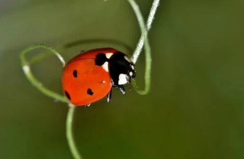 Ladybug climbing in vines. Stock Photos