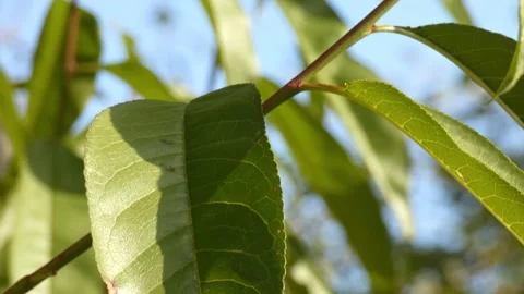 Ladybug climbing walnut twig, panning Видео 336407119