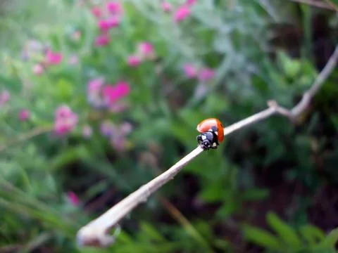 Ladybug climbs up a branch macro Stock Photos