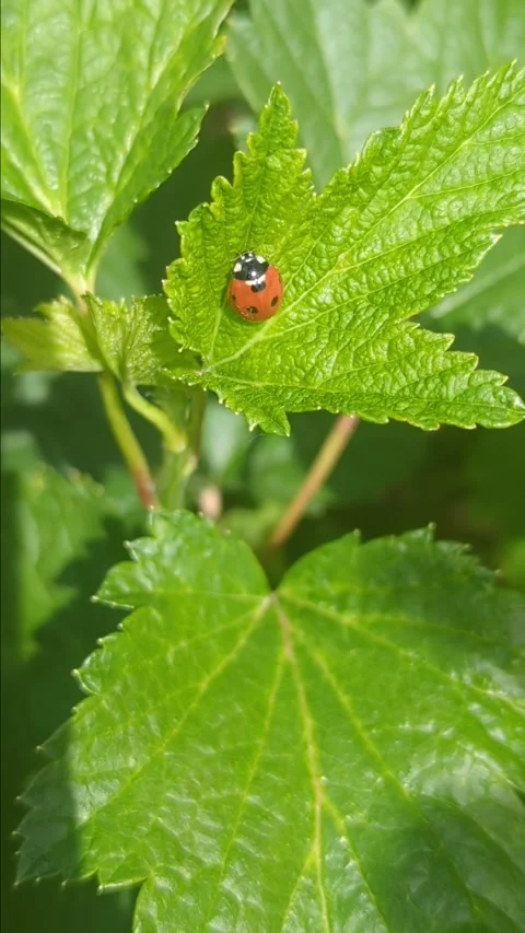 Ladybug climbs on a currant leaf Stock Footage 276962292