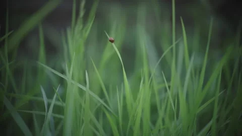 Ladybug climbs up the grass Stock Footage 172354060