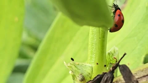 Ladybug Climbs Plant Stem Past Another Insect Stock Footage 339981279