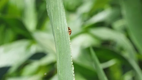 Ladybug climbs on a stalk of grass Stock-Footage 131332083