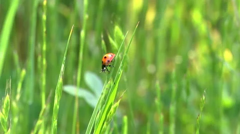 A ladybug climbs on a tall blade of grass in a sunny field. Stock Footage 58367635