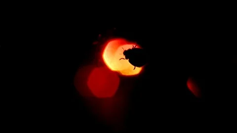 Ladybug climbs through window at night Stock Footage 70920662