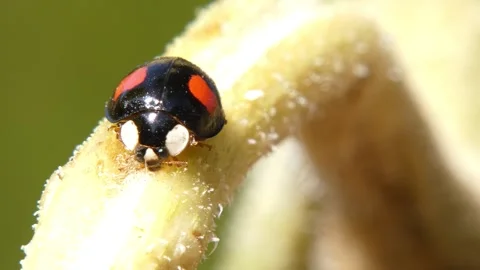 Ladybug clinging to sunflower stem 스톡 동영상 336405020