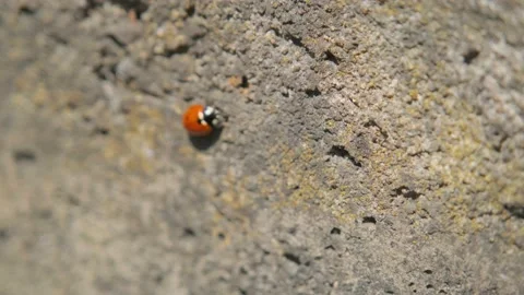 Ladybug close-up. Beautiful bright insect Stock Footage 230935086