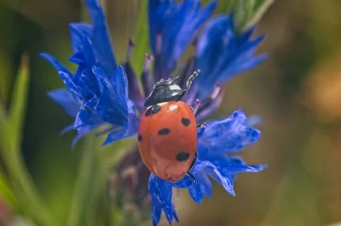 Ladybug close up on flower Stock Photos