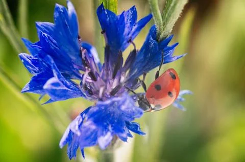 Ladybug close up on flower Stock Photos