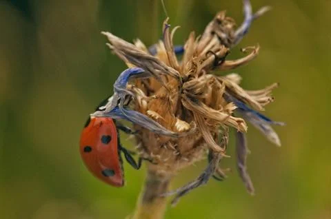Ladybug close up on flower Stock Photos