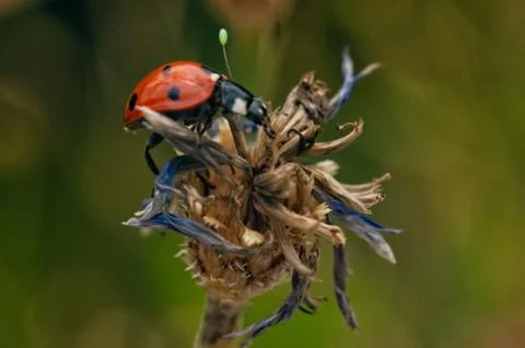 Ladybug close up on flower Stock Photos