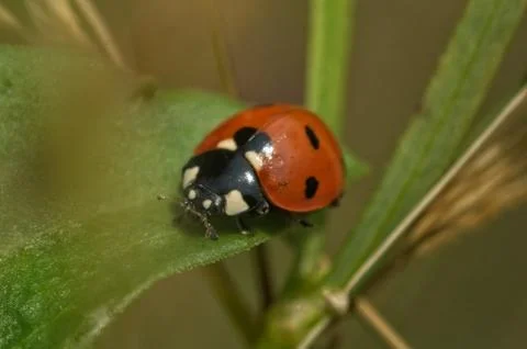 Ladybug close up on flower Stock Photos