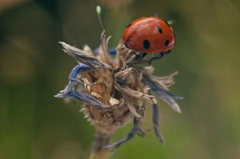 Ladybug close up on flower Stock Photos