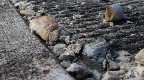 Ladybug Close up Stock Footage 41875657